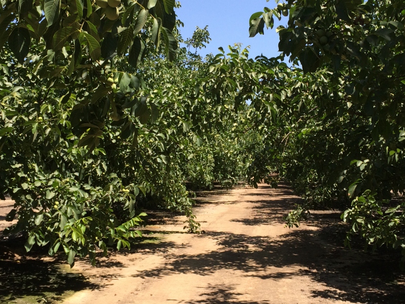 Investigación identificación de factores que afectan la producción y calidad nogal